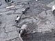     GH2-1006434   D16A-1: 288273cc